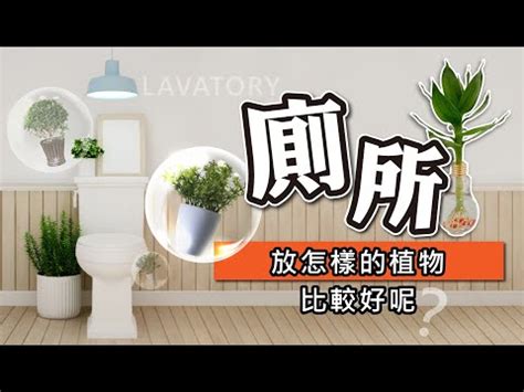 廁所植物擺放|【廁所放什麼植物好】廁所放什麼植物好？6款黃金葛、蘆薈淨化。